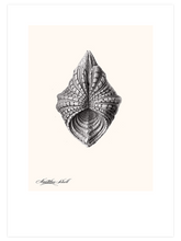 Deniz Kabuğu N3 - Art Print